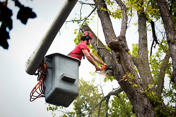 Best Commercial Tree Services  in Kings Park West, VA